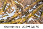 Small photo of Partle declined broken oak tress in spring froma above, Bialowieza Forest, Poland, Europe