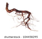 Roots Tree Isolated On A White...