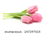 Spring Flower Pink Tulips...