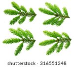 pine tree branch isolated on... | Shutterstock . vector #316551248