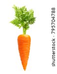 carrot isolated on white... | Shutterstock . vector #795704788