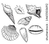 Sea Shells Sketch Set. Hand...