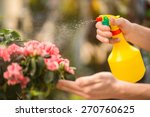 Male Florist Spraying Flowers...