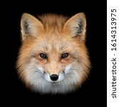 Close Up Red Fox Portrait...