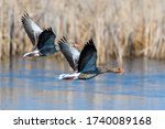 Two Goose Flying Bird In The...