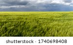 Green Wheat Or Barley Field...