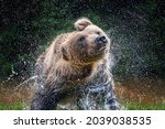Wild Brown Bear (Ursus Arctos) splashing on pond in the summer forest. Shaking Spray, shakes off. Animal in natural habitat. Wildlife scene