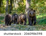 Three Wild Brown Bear Cubs ...