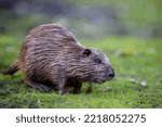 Small photo of Young coypu (Myocastor coypus) in grass on river bank. Rodent also known as nutria. Wildlife scene