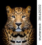 Close Up Leopard Portrait On...