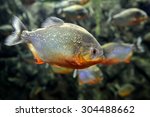 Tropical Piranha Fishes  In A...