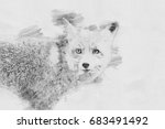 Fox. Black And White Sketch...