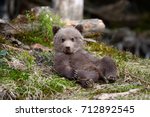 Young Brown Bear In The Forest. ...