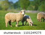 Sheeps in a meadow on green...