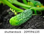 Growing Cucumber In The Garden