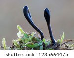 Small photo of Glutinoglossum glutinosum, commonly known as the viscid black earth tongue or the glutinous earthtongue, is a species of fungus in the family Geoglossaceae (the earth tongues).