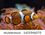 Ocellaris clownfish (Amphiprion ocellaris), also known as the false percula clownfish, swimming in the magnificent sea anemone (Heteractis magnifica).