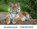 Siberian tiger  panthera tigris ...