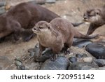 Oriental Small Clawed Otter ...