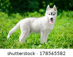 Puppy Of Siberian Husky Is...