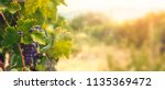 Nature Background With Vineyard ...