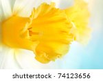 Extreme Closeup Of Daffodil...