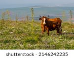 Cattle Grazing On Mount Gilboa...