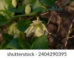 Small photo of Delicate light yellow flower of Clematis cirrhosa vine which grows wild climbing trees in Israel. Other names Early Virgin's Bower, Traveler's Joy