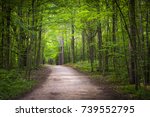 Hiking Trail In Green Summer...