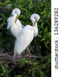 Pair Of Great Egrets Preening...