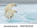 Polar Bear Mother And Cub Along ...