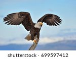 American Bald Eagle With Wings...