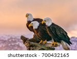Three american bald eagles...