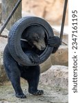 Small photo of a bear fettered himself in a tyre