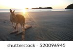 Kangaroo On A Beach At Cape...