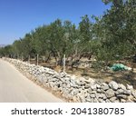 Olive Trees With Traditional...