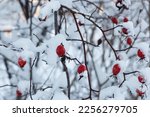 Red rosehip berries covered with snow in winter