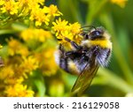 Bumblebee (Bombus pascuorum) on a yellow flower