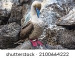 Small photo of Red-footed booby (Sula sula) is a large seabird of the booby family, cleans feathers, Genovesa island, Ecuador.