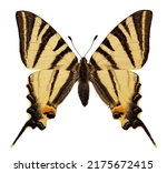 Scarce Swallowtail Butterfly ...