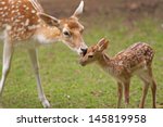 Mother's love, deer and cute fawn