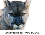 Close Up Of Mountain Lion  Puma 