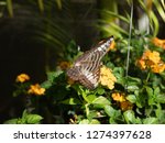 Small photo of The butterfly effect is the sensitive dependence on initial conditions in which a small change in one state of a deterministic nonlinear system can result in large differences in a later state.