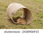 Small photo of Lioness finding shade in a culvert (scientific name: Panthera leo, or "Simba" in Swaheli) in the SerengetiNational park, Tanzania
