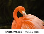 Closeup Of A Colorful Flamingo...