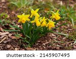 Small photo of Dwarf Tate-a-tete Daffodils 'Narcissus' in bloom. Spring flowers. Close up of narcissus flowers blooming in a garden