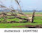 Dry Fallen Tree In Valley