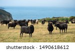 Herd Of Welsh Black Sheep...
