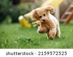 Small photo of A toy poodle biting and fetching a soft rubber toy and running in public park. Fast and furious puppy quickly run toward camera in sunny summer background.