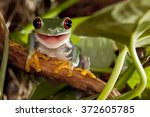 Red Eyed Tree Frog Smile 